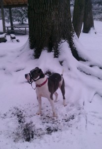 Bella finds a tree to pose in front of