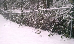 Snowy Fenceline