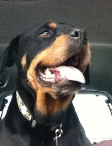 Tally, Michael Eaves's foster dog Tally, Michaela Eaves's foster dog