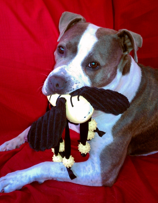 BellaBee Bella Bee