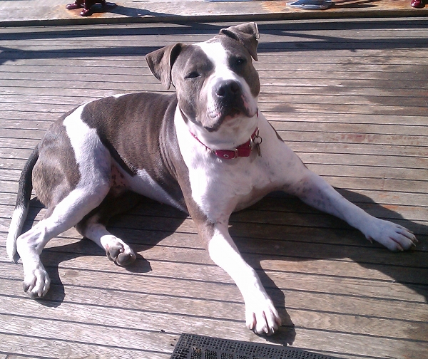 Bella Owns the Deck