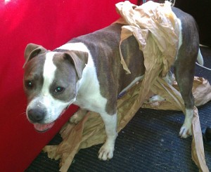 Bella in a plain brown wrapper