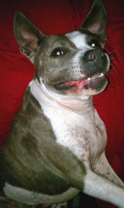 Pointy-Eared Bella Pointy-Eared Bella
