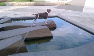 Bella at the Water Feature Bella at the Water Feature
