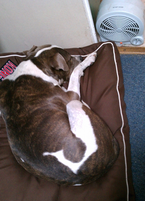 ChillyPuppy Chilly Puppy