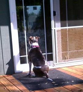 Bella at the Door Bella at the Door