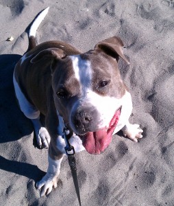Bella Sandy Face 2