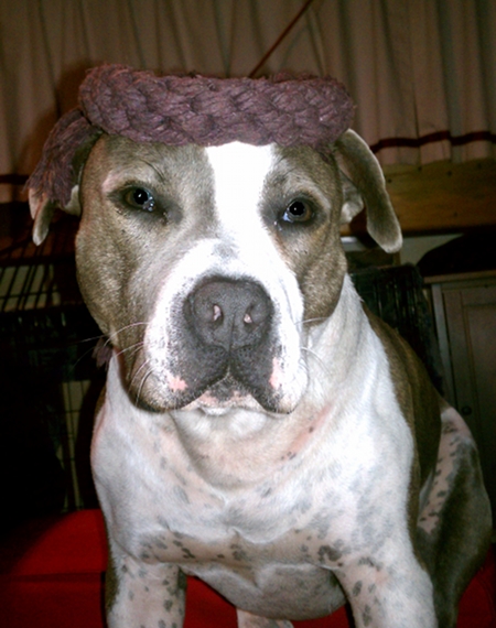Stuff On Dog 1