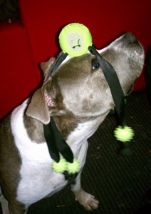 Bella Wears Wiley Bella Wears Wiley