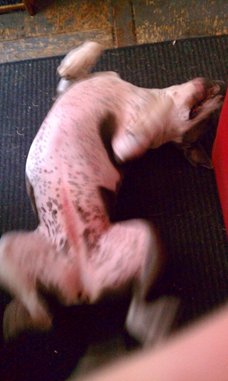 Wiggle Wiggle