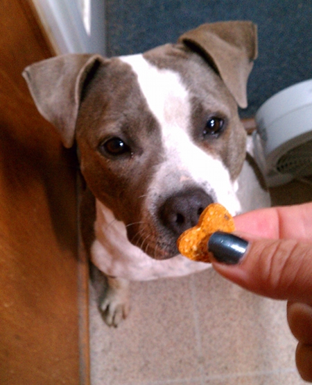 Bella's Halloween Treat