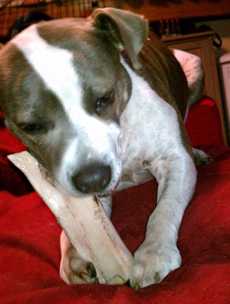 gotsabone Gots a bone