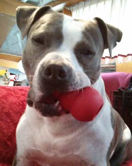 I'm a rough, tough dog, see? Y'hear that? Yeah! And if you don't like it, see, you can take it up with my mommy!